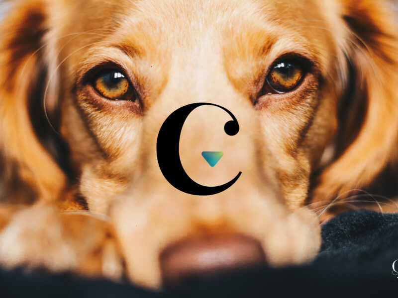 5 logo identité visuelle c sensé angers